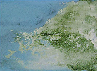 Efflourescence